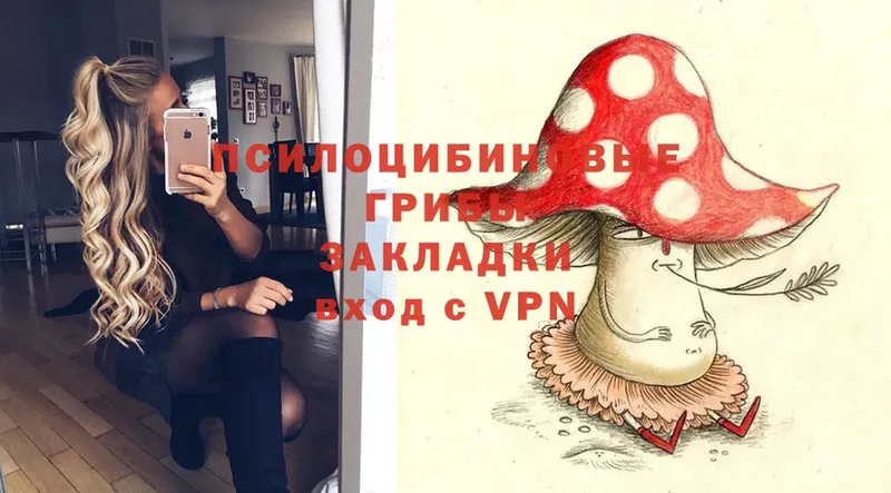 Псилоцибиновые грибы Psilocybe  Волосово 